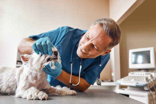 Best Cosmetic Emergency Dentistry in Wyoming, PA